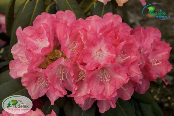 Rhododendron Daniela